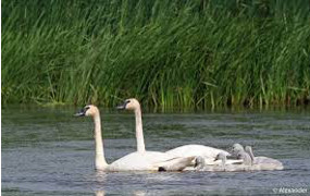 Integral-Natural-Reserve-Bird-Islet